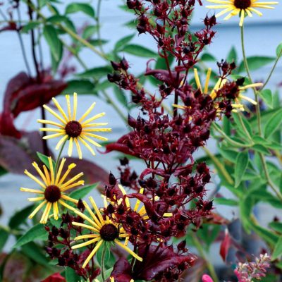 Penstemon 'Dark Towers'