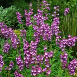 Penstemon 'Grape Taffy'