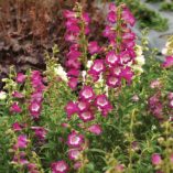 Penstemon 'Grape Taffy'