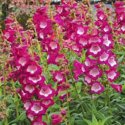 Penstemon 'Grape Taffy'