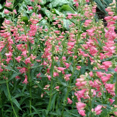 Penstemon 'Pink Chablis'