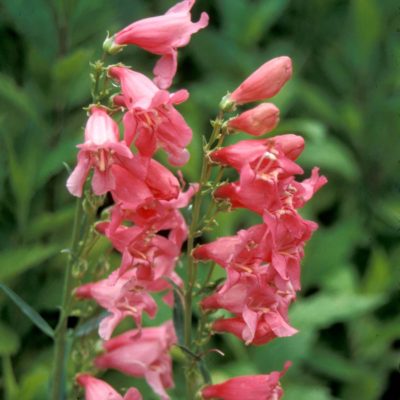 Penstemon 'Pink Chablis'