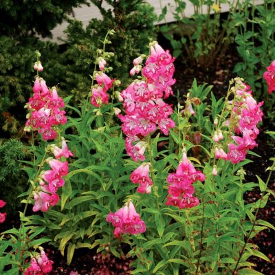 Penstemon 'Strawberry Taffy'