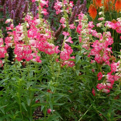 Penstemon 'Strawberry Taffy'