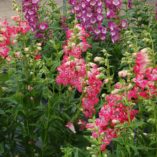 Penstemon 'Strawberry Taffy'