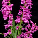 Penstemon 'Sweet Grapes'