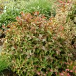 Persicaria 'Chocolate Dragon'