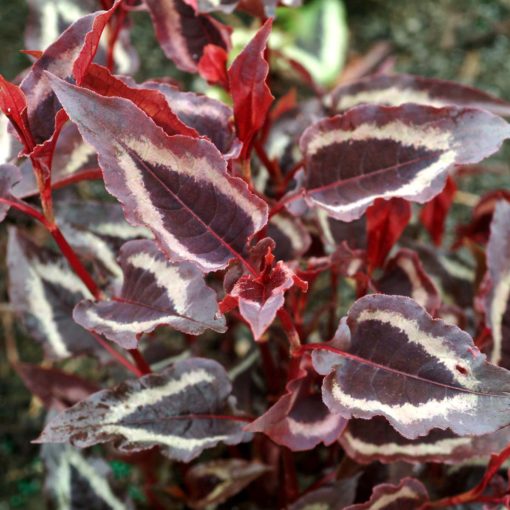 Persicaria 'Dragon's Eye'