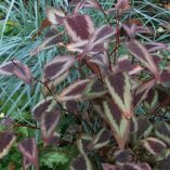 Persicaria 'Dragon's Eye'