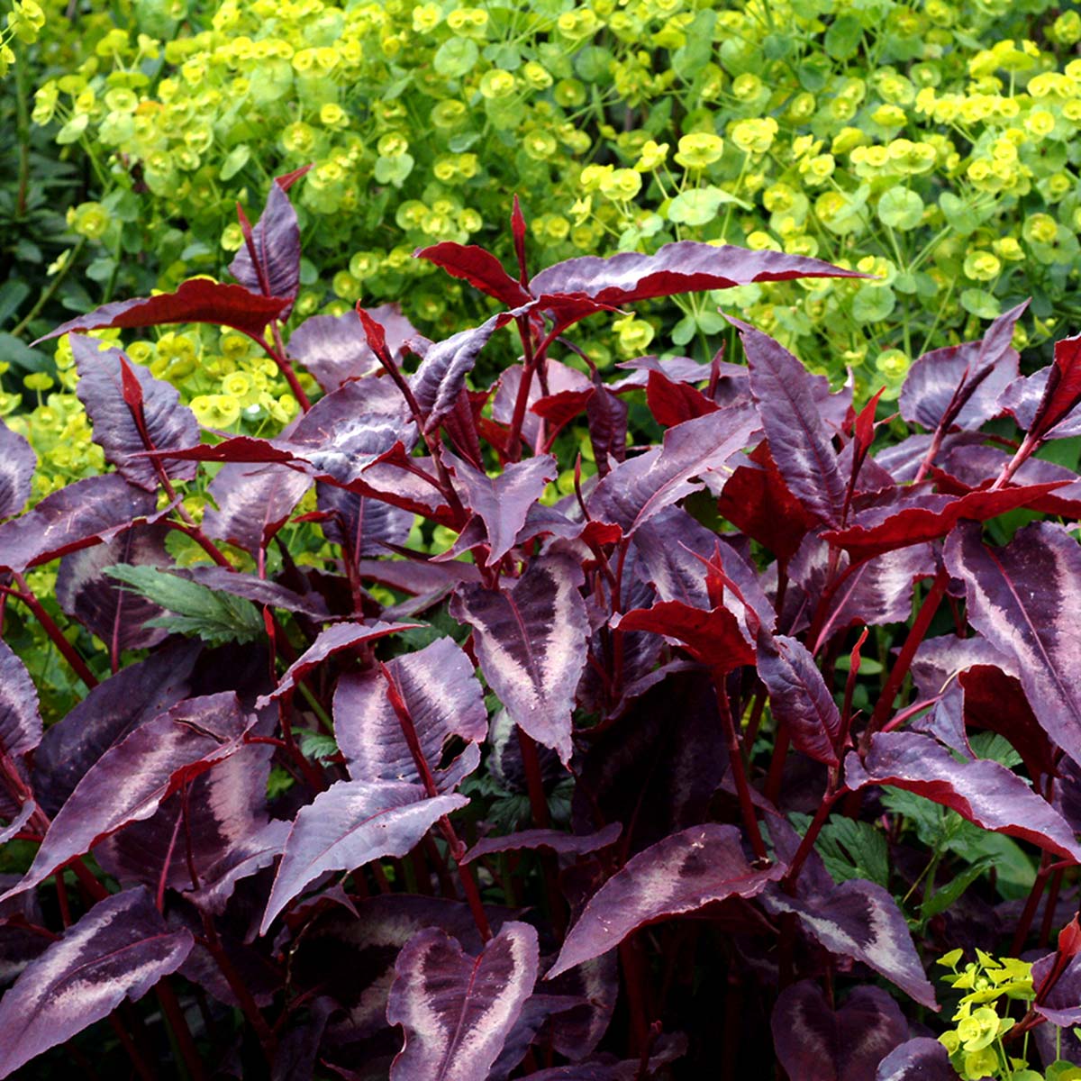 Persicaria 'Night Dragon'