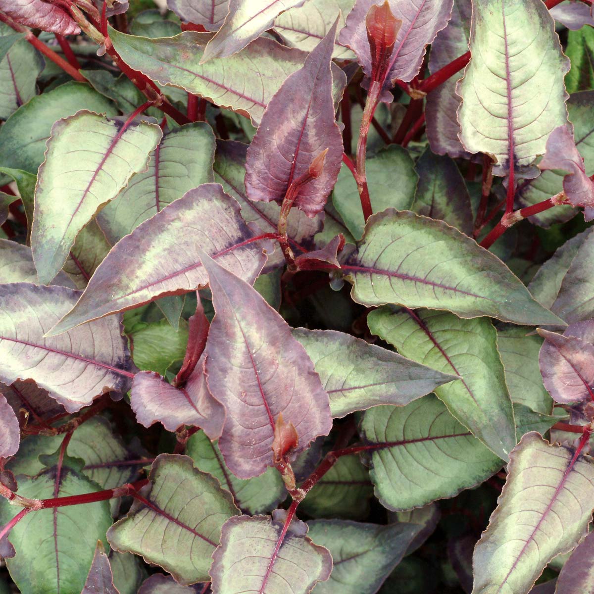 Persicaria 'Silver Dragon'