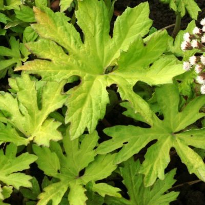 Petasites 'Golden Palms'