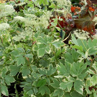 Peucedanum 'Daphnis'