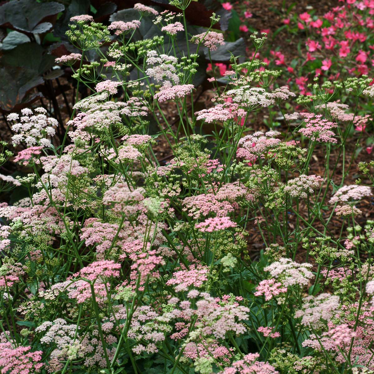 Pimpinella 'Rosea'