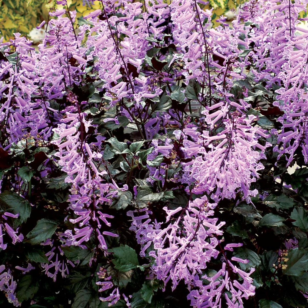 Plectranthus ‘Velvet Elvis’ | TERRA NOVA® Nurseries, Inc.