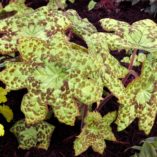 Podophyllum 'Spotty Dotty'