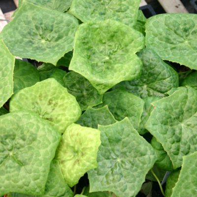 Podophyllum 'Spotty Dotty'