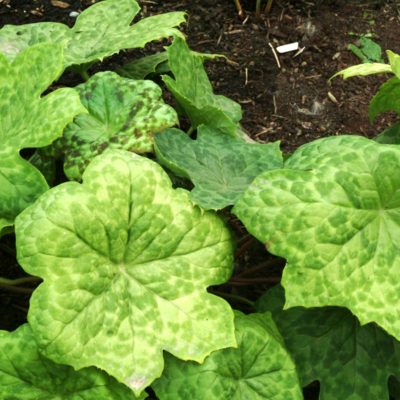 Podophyllum 'Spotty Dotty'