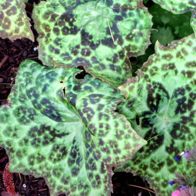 Podophyllum 'Spotty Dotty'