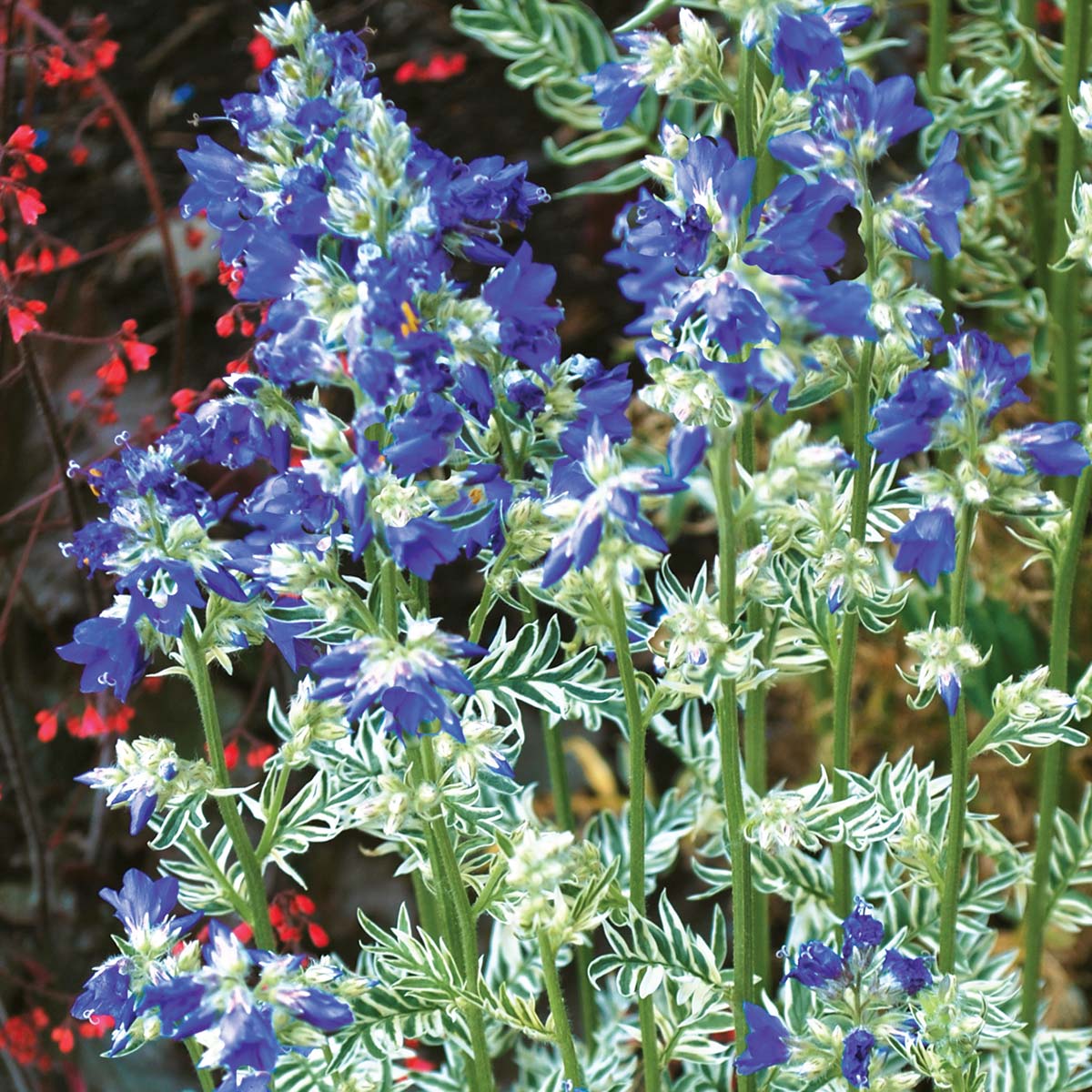 Polemonium 'Snow and Sapphires'