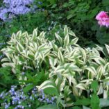 Polygonatum 'Double Stuff'