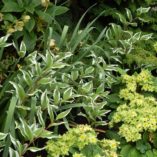 Polygonatum 'Double Stuff'