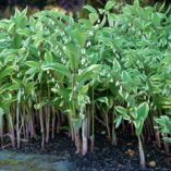 Polygonatum 'Double Stuff'