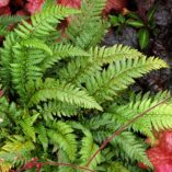 Polystichum 'Shiny Holly'