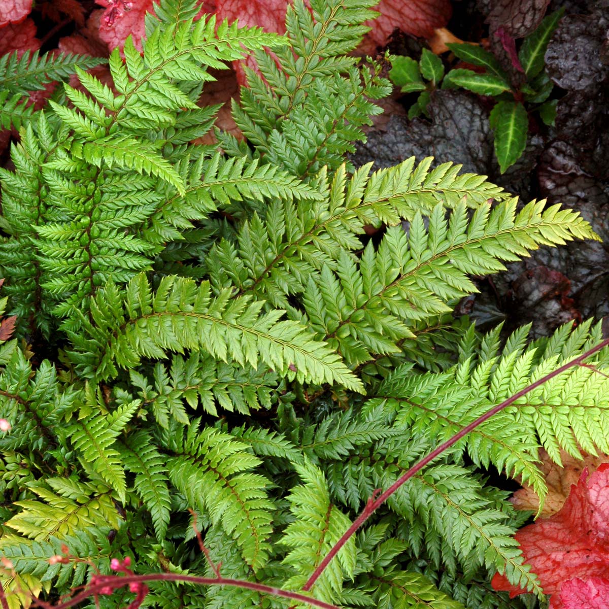 Polystichum 'Shiny Holly'