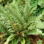 Polystichum 'Shiny Holly'