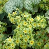 Primula 'Green Lace'