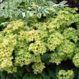 Primula 'Green Lace'