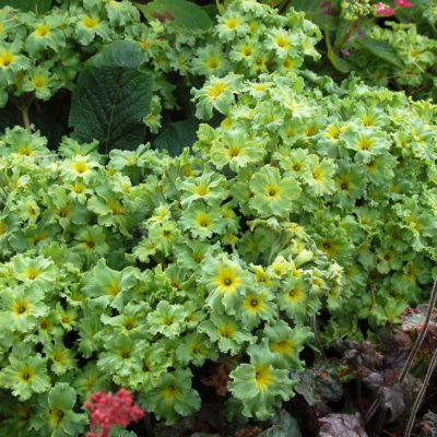 Primula 'Green Lace'