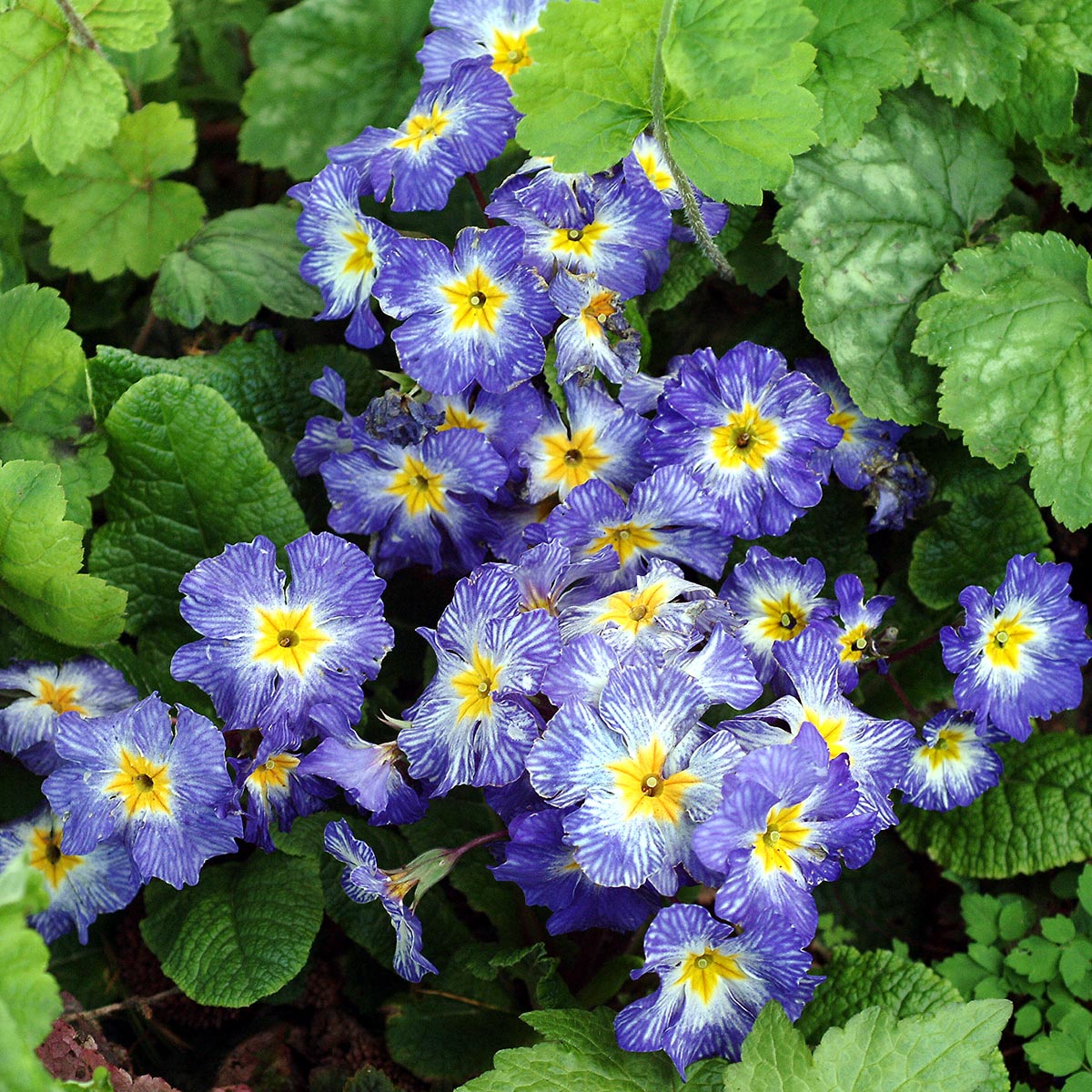 Primula 'Tie Dye'