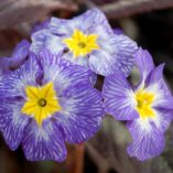 Primula 'Tie Dye'