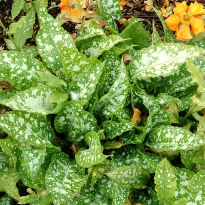 Pulmonaria 'Apple Frost'