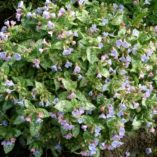 Pulmonaria 'Baby Blue'