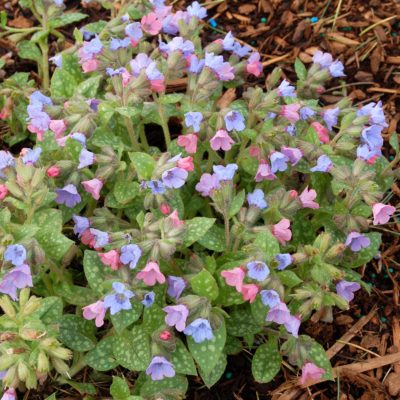 Pulmonaria 'Baby Blue'