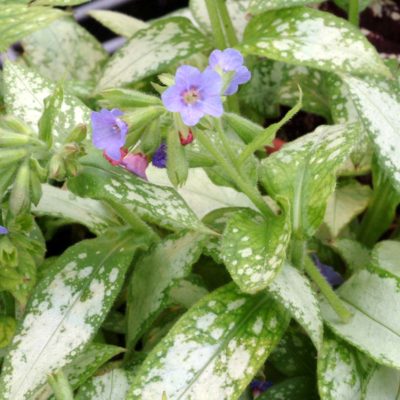 Pulmonaria 'Berries and Cream'