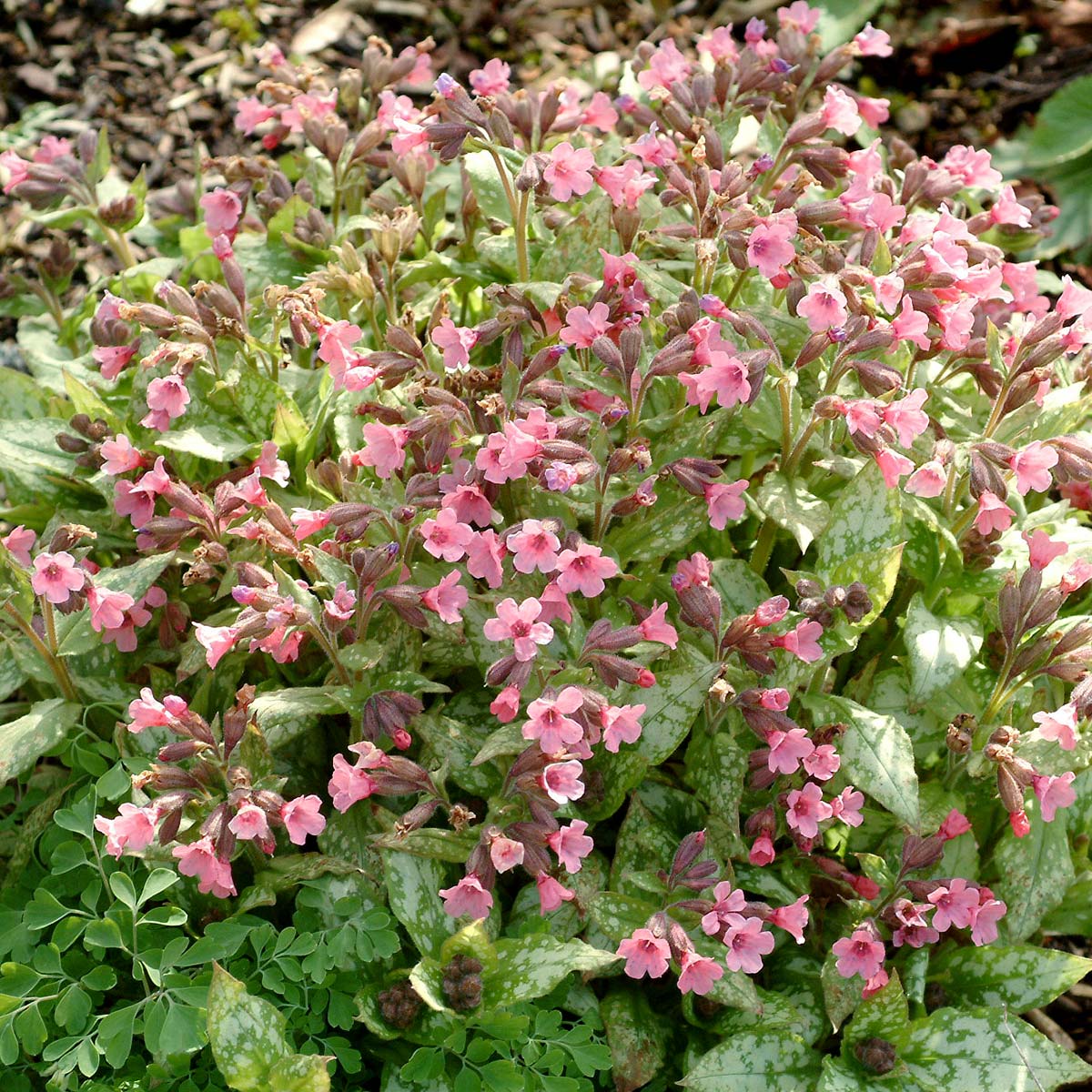 Pulmonaria 'Bubble Gum'