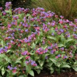 Pulmonaria 'Dark Vader'