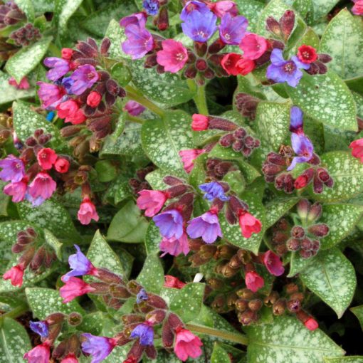 Pulmonaria ‘Dark Vader’ | TERRA NOVA® Nurseries, Inc.