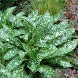 Pulmonaria 'Dark Vader'