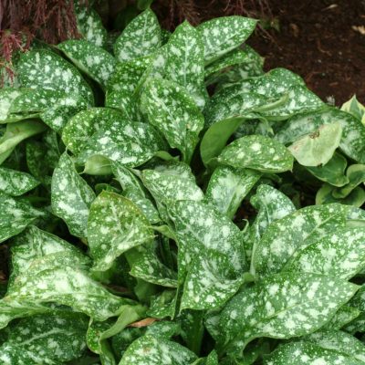 Pulmonaria 'Dark Vader'