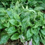 Pulmonaria 'Emerald Isles'