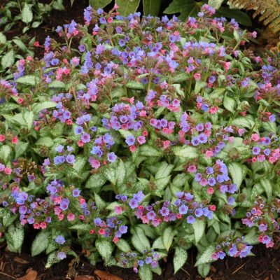 Pulmonaria 'Excalibur'