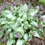 Pulmonaria 'Excalibur'