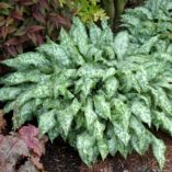 Pulmonaria 'High Contrast'