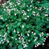 Pulmonaria 'Ice Ballet'