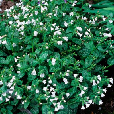 Pulmonaria 'Ice Ballet'